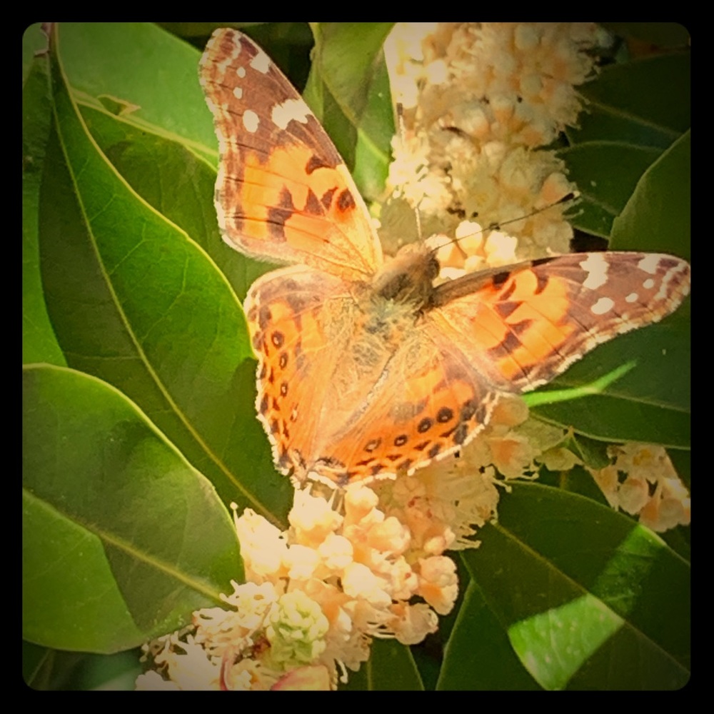 Meet your Posher, Robyn